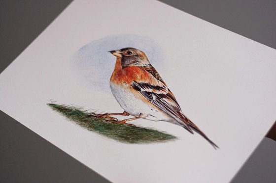 Birds Collection IX
