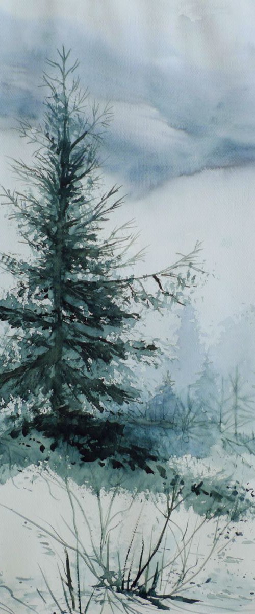 Spruce by Aneta Gajos