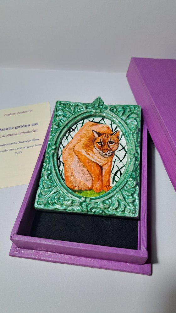 Asiatic golden cat