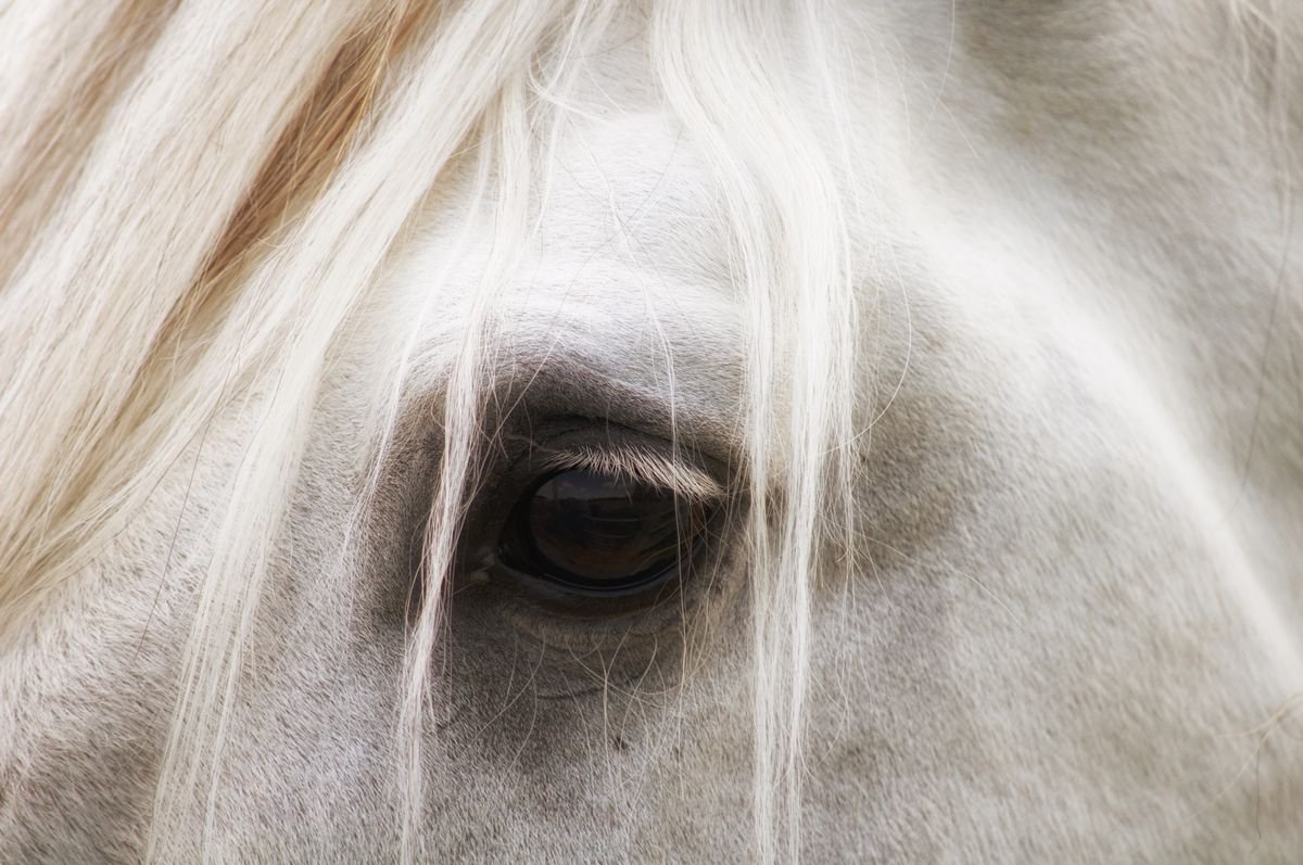 Photorealistic Animal Photograph By Marc Ehrenbold, 40 X 30", Eye Of The Horse, Original Artwork