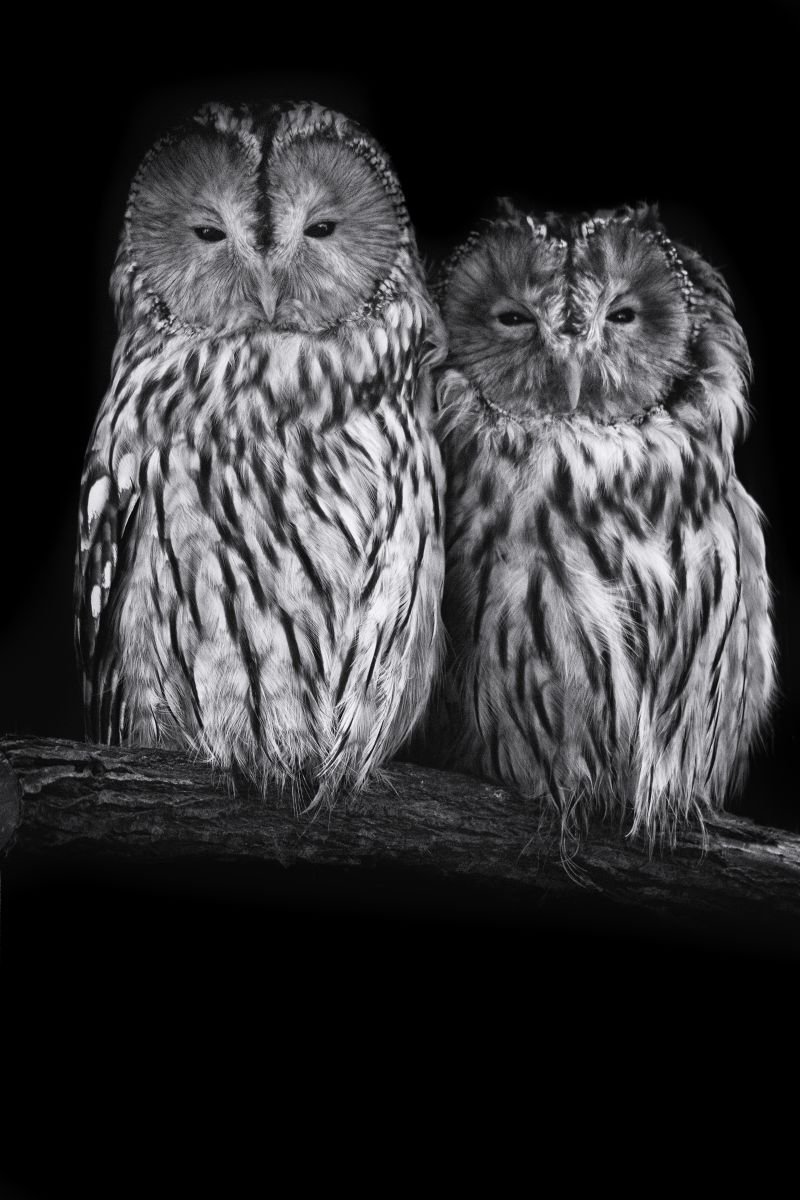 Photorealistic Photograph , Double Ural Owl On A Branch By Paul Nash, 16 X 24, Artwork For Sale On Artfinder