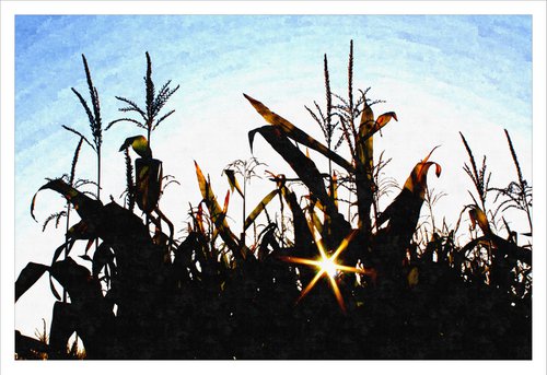 Summer Corn by David Lacey