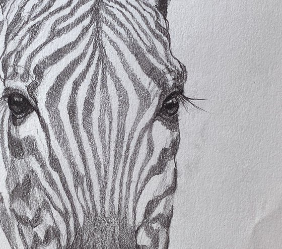 'Hey, you!'_Zebra Sketch