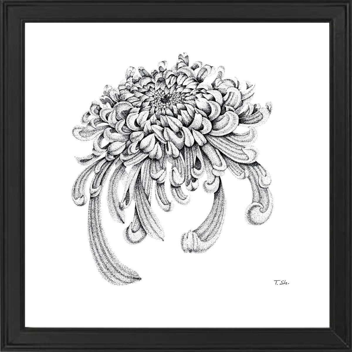Graphic Botanical Ink Drawing By Tina Shyfruk, 13 X 13", Chrysanthemum Flower, Original Artwork