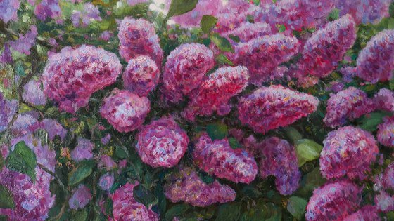 The Sunny Lilac Bush