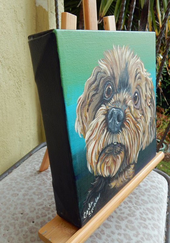 Shih Tzu Pet Dog Original Art Painting-8 x 8 Inches Stretched Canvas-Carla Smale