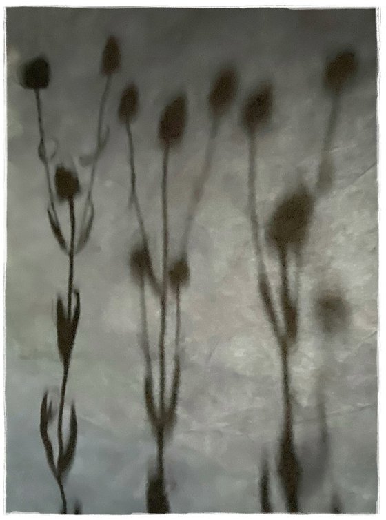 TEASLE SHADOW TRIPTYCH