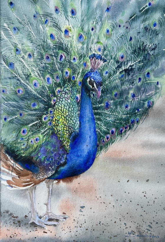 Peacock in full splendour