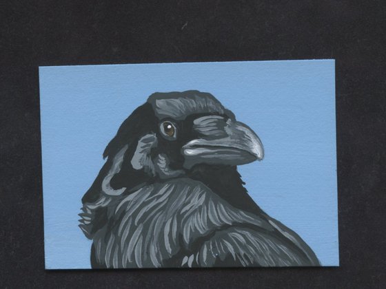 Crow Raven Bird