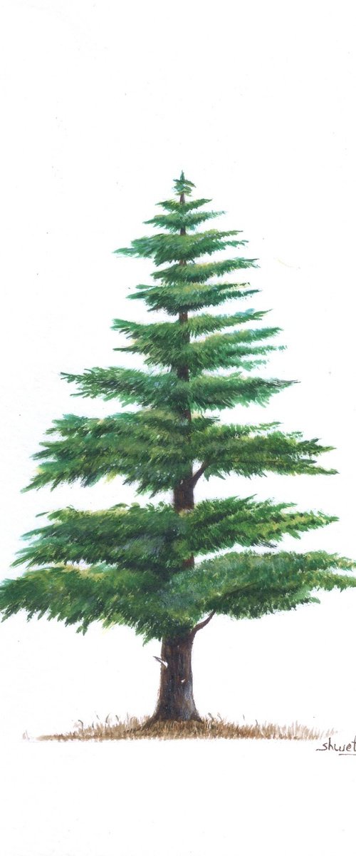 Himalayan Cedar Tree II by Shweta  Mahajan