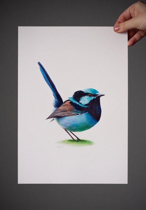 Superb Fairywren - Bird Portrait