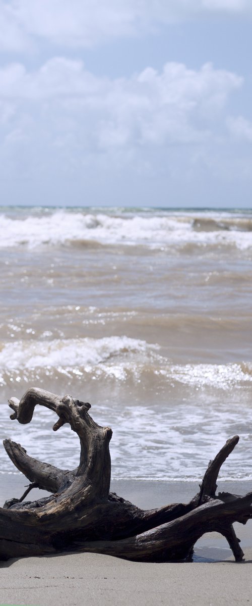 Wood in the sea by Mattia Paoli