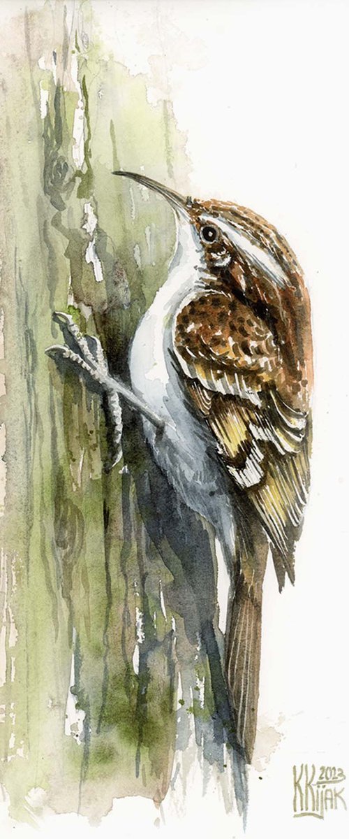 Treecreeper bird by Karolina Kijak