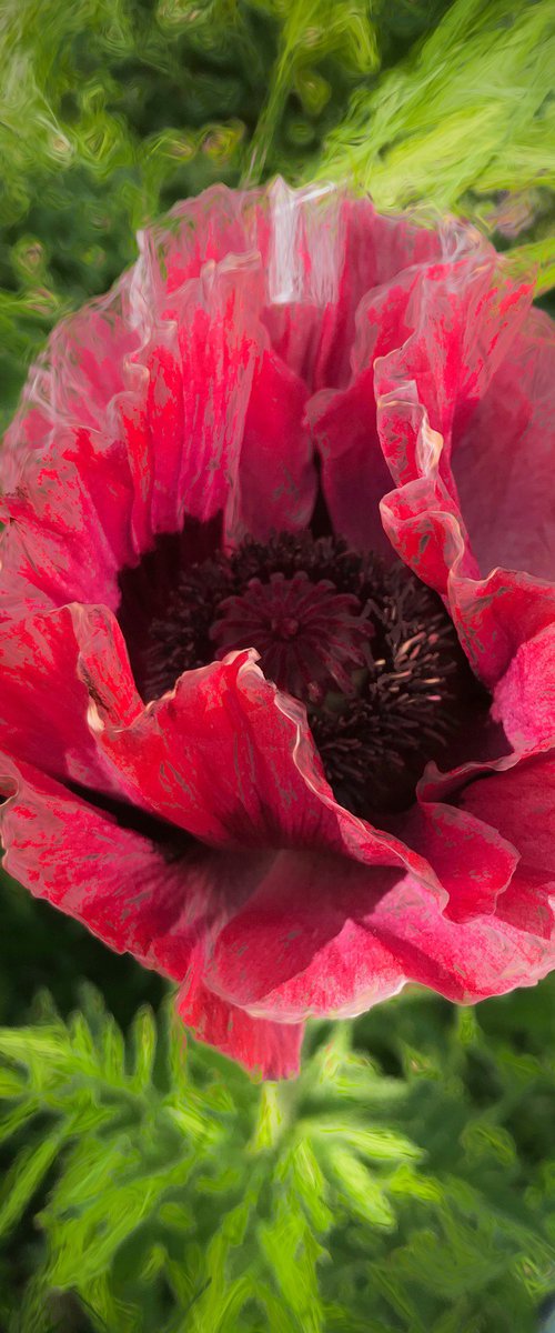 Dark Pink Poppy by Barbara Storey