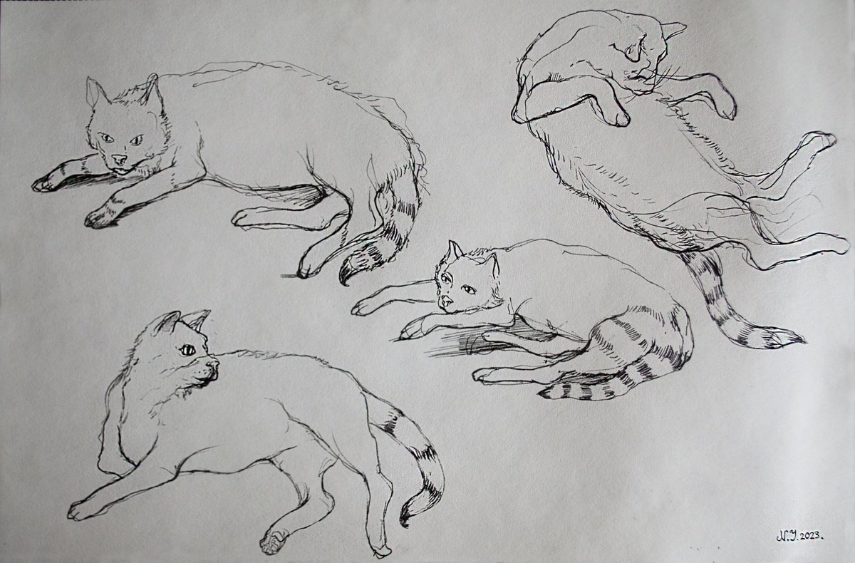 Four Cats by Nikola Ivanovic