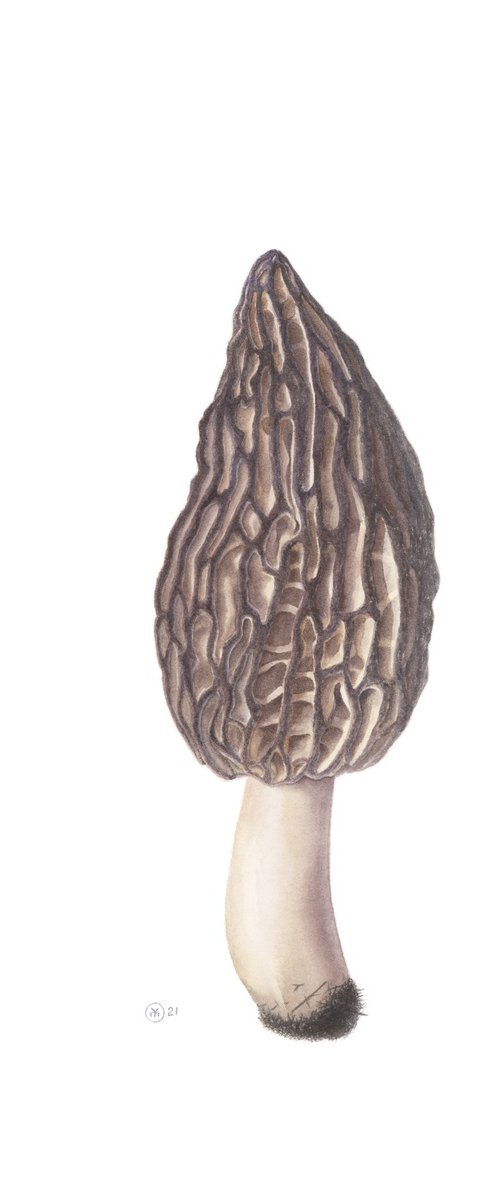 Morel Mushroom by Yuliia Moiseieva