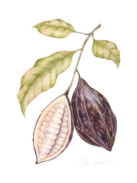 Cacao Beans