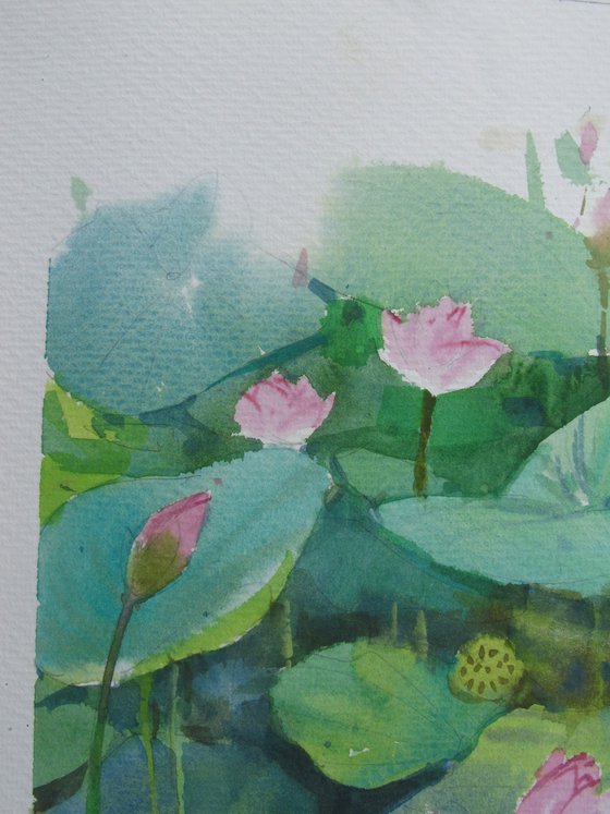 Lotus pond 3