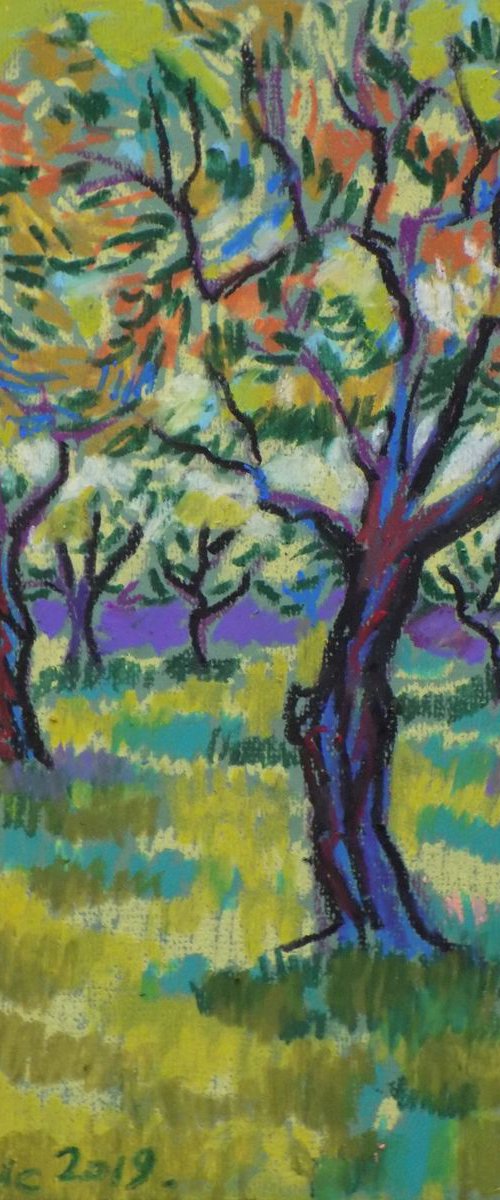 Olive grove No 11 by Maja Grecic