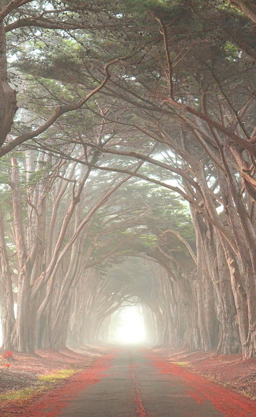 Cypress Tree Tunnel by Emily Kent