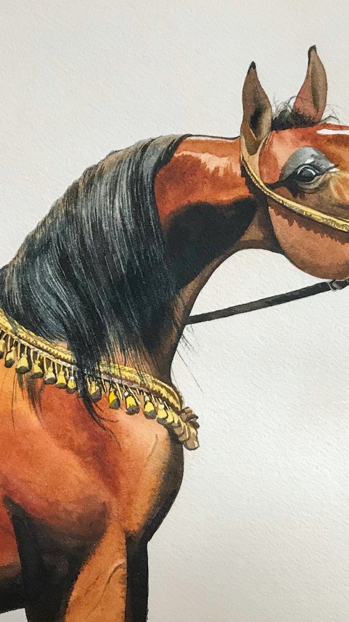Arabian horse by Kakajan Charyyev