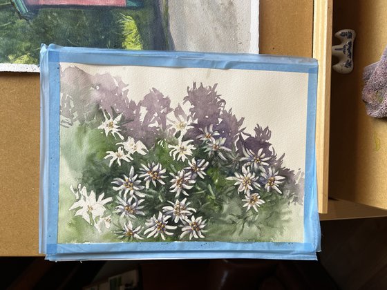 Edelweiss