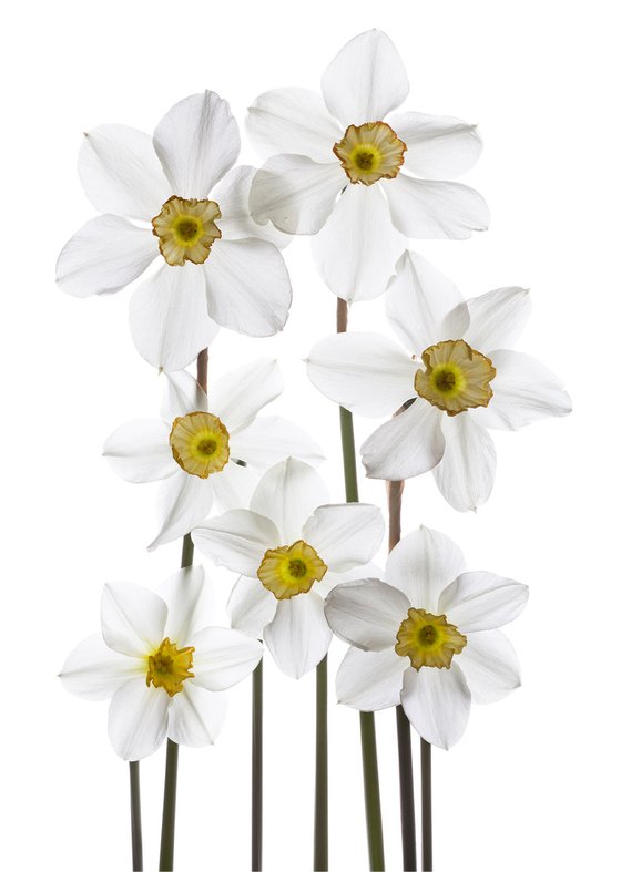 Narcissuses (Daffodils)