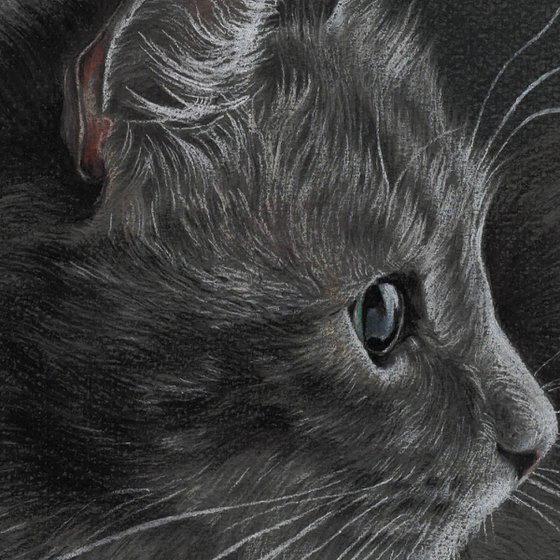 Grey cat. Pastels on grey paper. 21cm x 30cm.