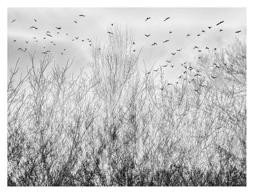 Midwinter #5 Limited Edition #1/25 Fine Art Photograph of Bare Winter Trees and Birds Flying by Graham Briggs