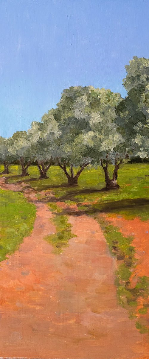 Olive Grove by Katia Bellini