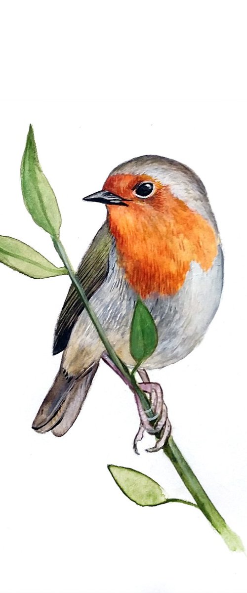 Robin by Carolynne Coulson