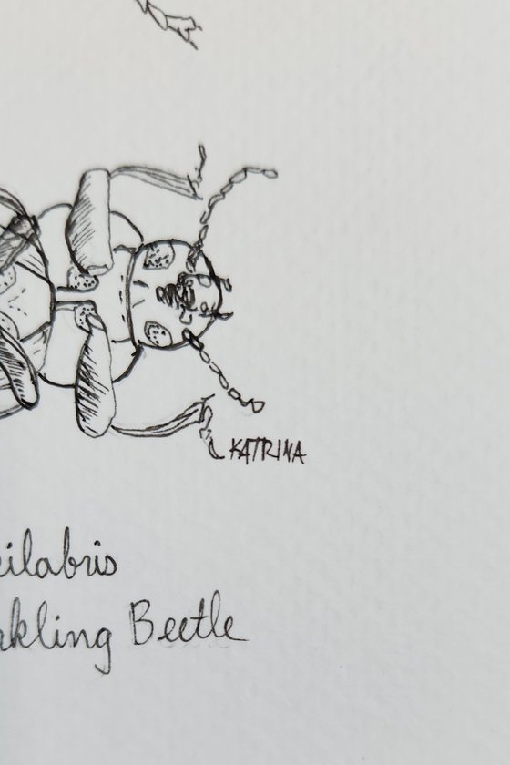Rough-lipped Darkling Beetle