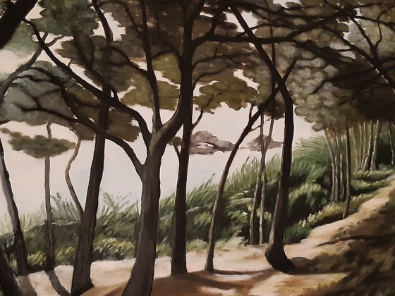 St Tropez, les pins du cap Taillat