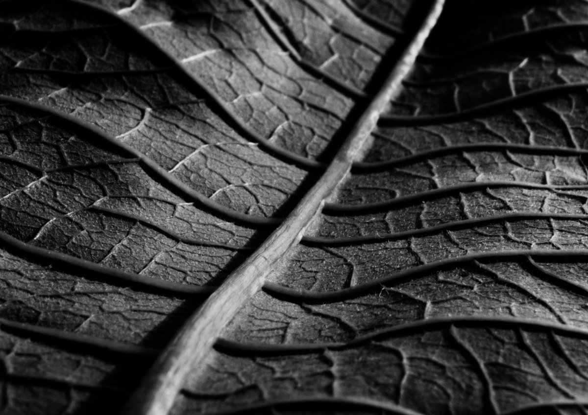 Photorealistic Botanical Photograph By Charles Brabin, 17 X 12, Leaf Veins I, Original Artwork