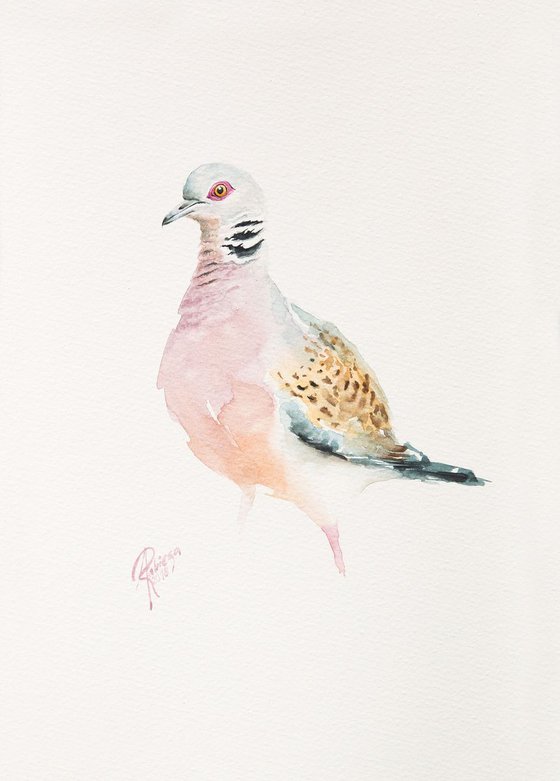 European Turtle-dove