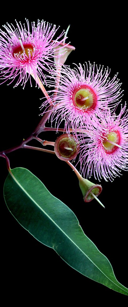 Eucalyptus Summer Beauty by Nadia Culph