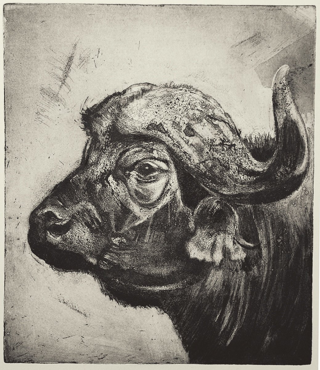 Illustrative Animal Etchings & Engravings By Isabel Hutchison, 15 X 17, African Cape Buffalo, Original Artwork
