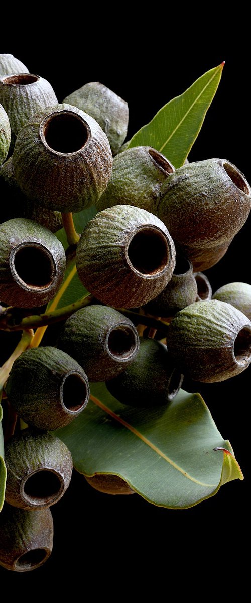 Gum Nut Bunch by Nadia Culph