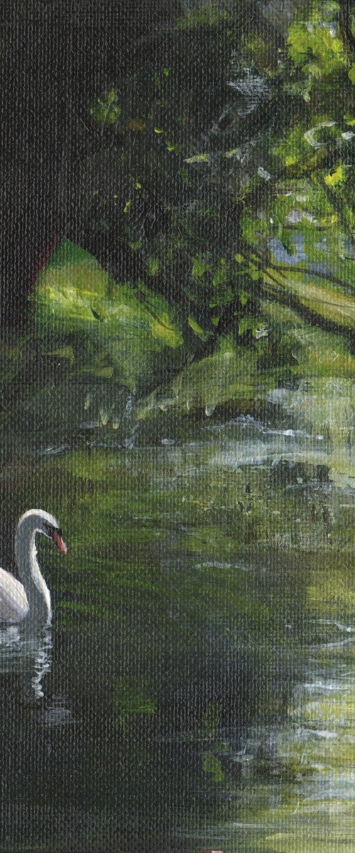 Serene Swan by Sarah Stowe