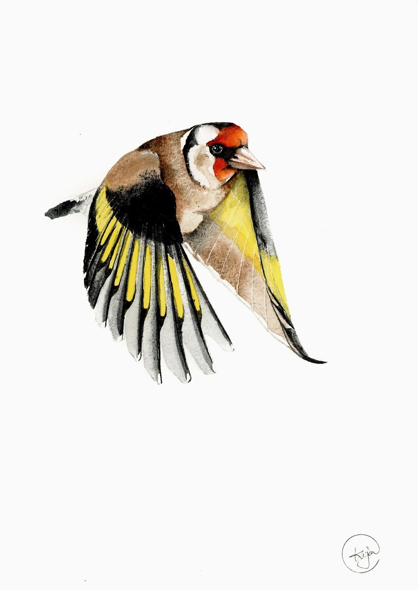 Flying goldfinch by Karolina Kijak