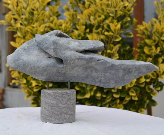 "Thresher Shark"
