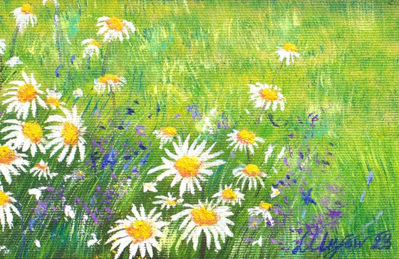 Daisy meadow