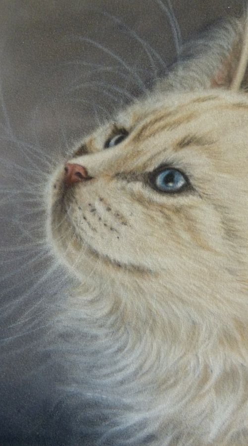 White Kitten by Silvia Frei