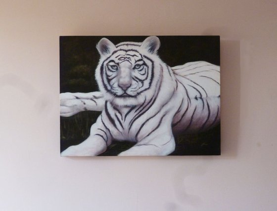 White Fire - Bengal Tiger