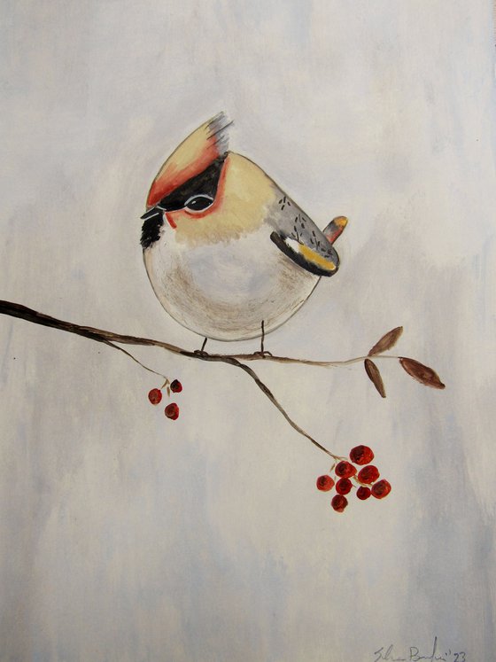 The bohemian waxwing bird