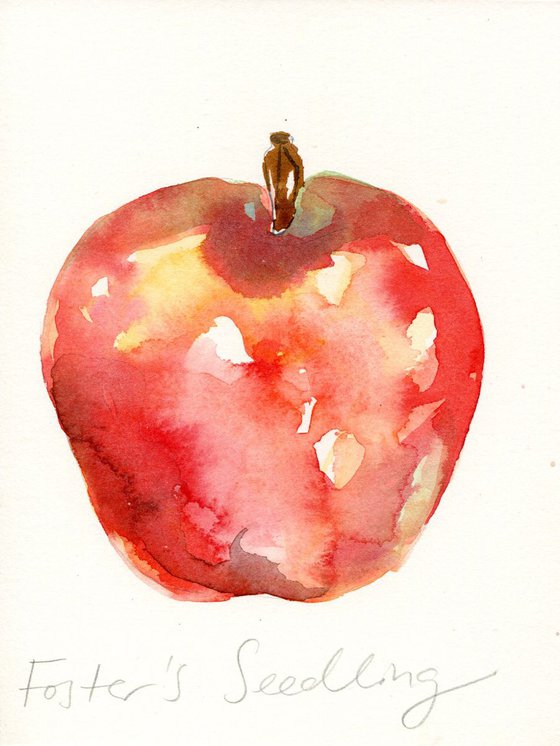 Foster's Seedling Apple Watercolour