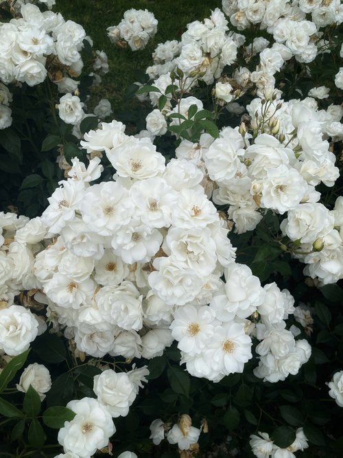 NT#137 white roses by Mattia Paoli