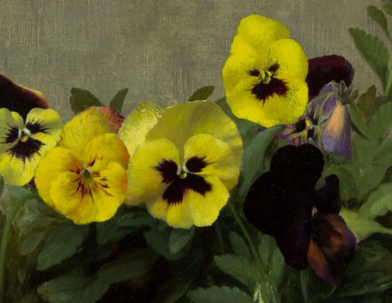 Pansies, 30x50cm, oil on canvas, 2018, classical still life