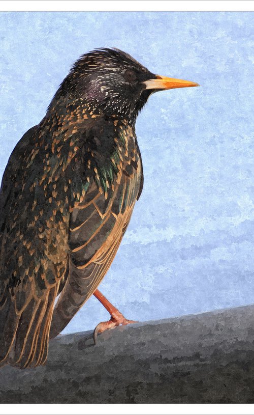 Starling by David Lacey