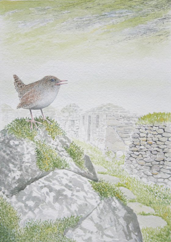 St Kilda wren